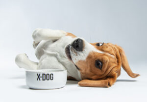 Влажные корма для собак